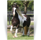 Westmoreland Honey Rose